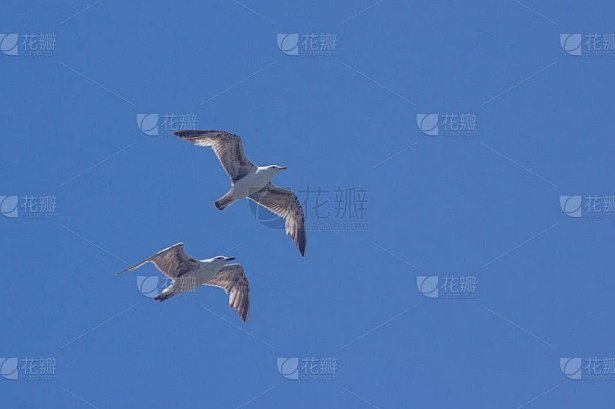 海鸥花呗平台怎么样