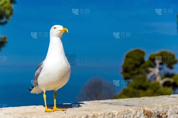 海鸥花呗平台怎么样