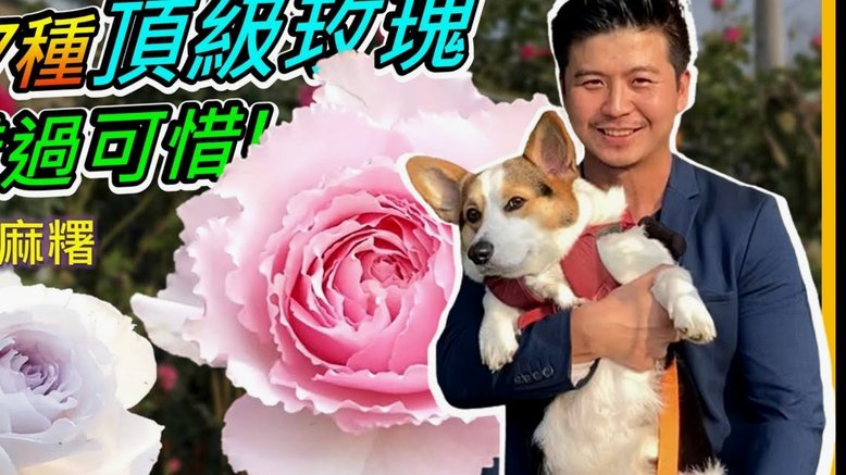 花呗兑现哪里找？商家平台全解析