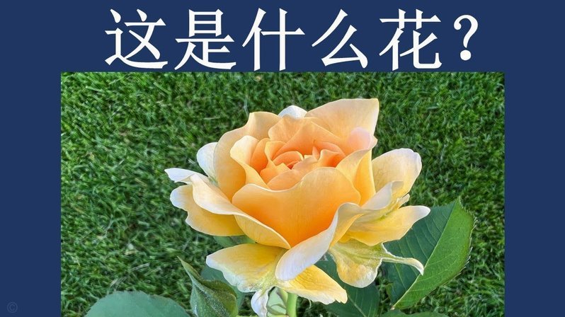 套现花呗是什么 现象