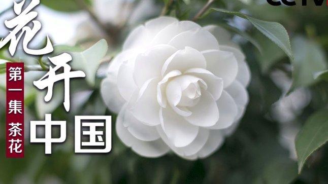 套现花呗平台有哪些 现象