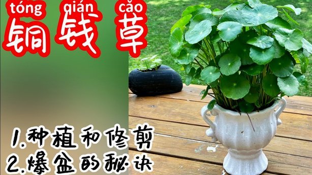 怎么套取花呗的钱呢