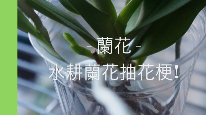 怎么套取花呗的钱呢