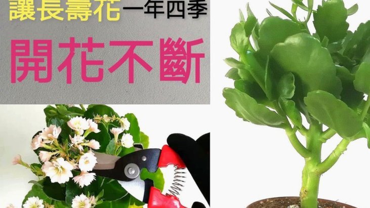 花呗如何提现出来