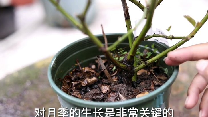 携程拿去花怎么自己套