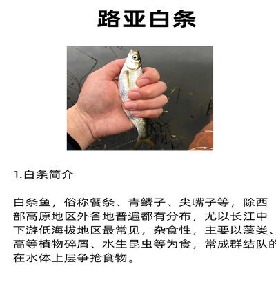 白条最佳钓获时间