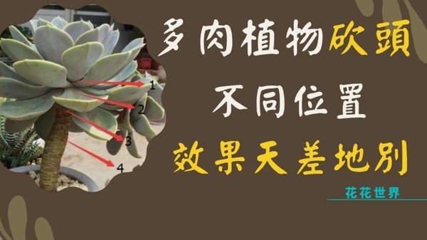 拿去花套现回收，商家将面临哪些挑战？