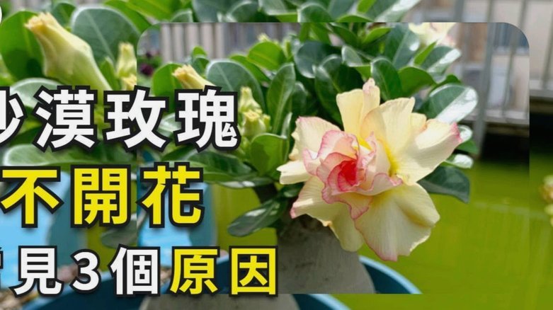套现花呗需要手续费吗现在多少钱